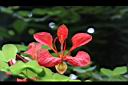 紅花羊蹄甲-花04.jpg