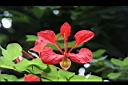 紅花羊蹄甲-花05.jpg