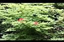 紅花羊蹄甲03.jpg