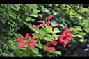 紅花羊蹄甲13.jpg