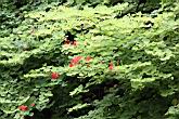 紅花羊蹄甲08.jpg