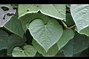 紅花野牽牛-葉02.jpg