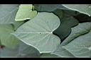 紅花野牽牛-葉03.jpg