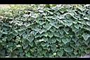 紅花野牽牛04.jpg