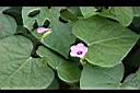 紅花野牽牛06.jpg