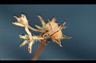 紅花野牽牛-乾實1.jpg