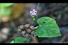 紅花野牽牛-實0.jpg