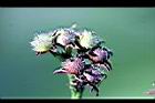 紅花野牽牛-實3.jpg