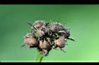 紅花野牽牛-實5.jpg
