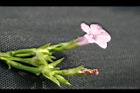紅花野牽牛-花實2.jpg