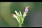 紅花野牽牛-花苞2.jpg
