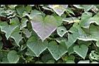 紅花野牽牛-葉00.jpg