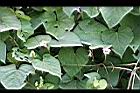 紅花野牽牛05.jpg