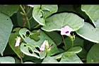 紅花野牽牛08.jpg