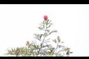 紅花銀樺-花01.JPG