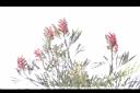紅花銀樺-花序00.JPG