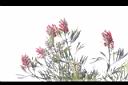 紅花銀樺-花序01.JPG