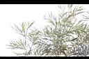 紅花銀樺-葉04.JPG