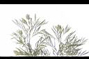 紅花銀樺-葉05.JPG