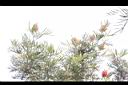 紅花銀樺05.JPG