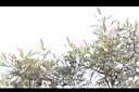 紅花銀樺06.JPG