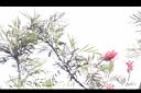 紅花銀樺07.JPG