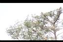 紅花銀樺09.JPG