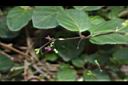 紅花黃細心-花04.JPG