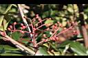 紅芽石楠-實07.jpg