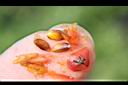 紅芽石楠-種子03.jpg