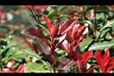 紅芽石楠-紅葉04.jpg
