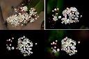 紅芽石楠-花.jpg