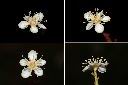 紅芽石楠-花1.jpg