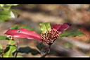 紅芽石楠-花苞01.jpg
