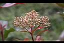 紅芽石楠-花苞06.jpg