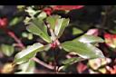 紅芽石楠-葉00.jpg