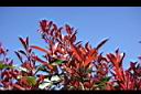 紅芽石楠-葉芽09.jpg