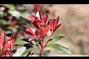 紅芽石楠-葉芽12.jpg