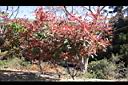 紅芽石楠21.jpg