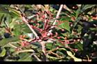 紅芽石楠-實00.jpg