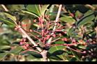 紅芽石楠-實04.jpg