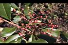 紅芽石楠-實05.jpg