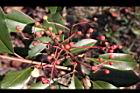 紅芽石楠-實06.jpg