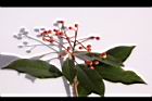 紅芽石楠-實08.jpg