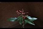 紅芽石楠-實12.jpg