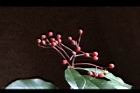 紅芽石楠-實14.jpg