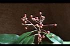 紅芽石楠-實15.jpg