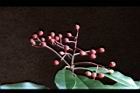 紅芽石楠-實20.jpg