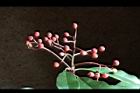 紅芽石楠-實21.jpg