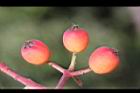 紅芽石楠-實24.jpg